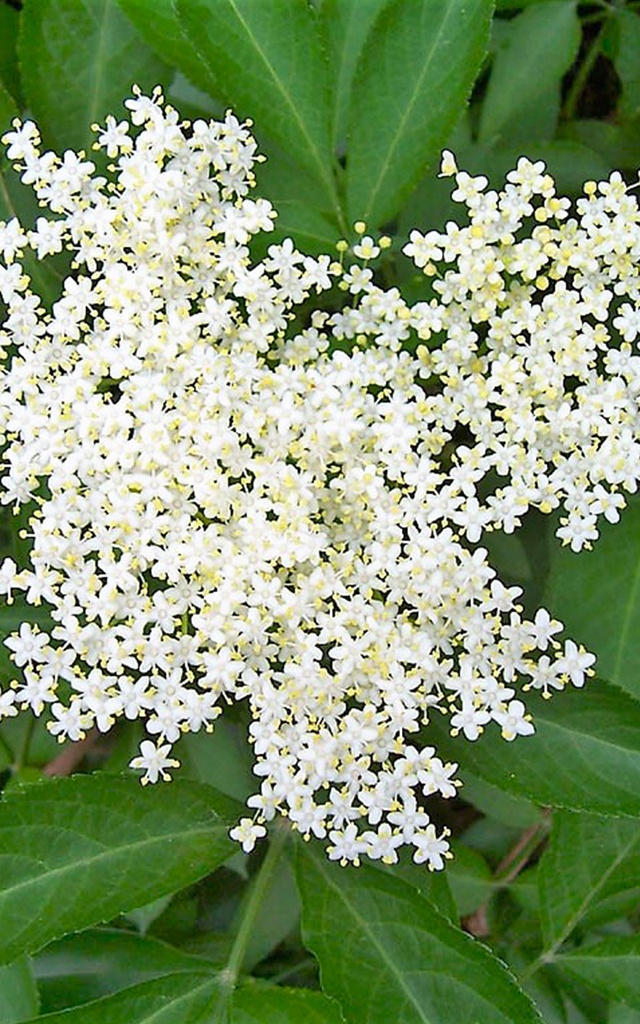 Préparation Biologique Fleur de Sureau | Bib 5kg