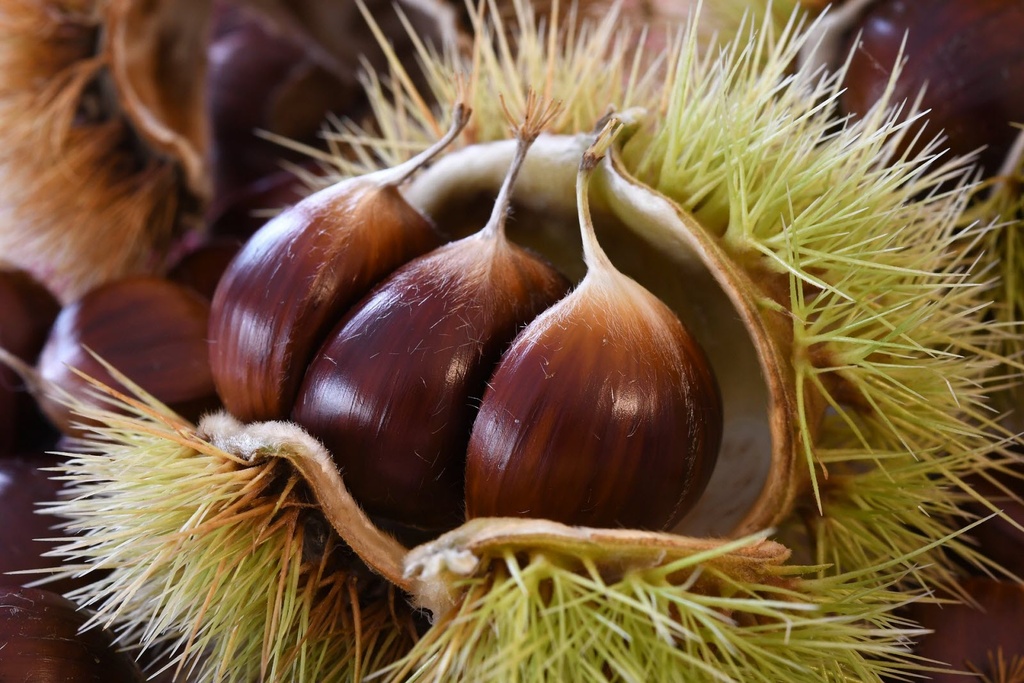 Crème de Marron Vrac biologique |Bib 5kg