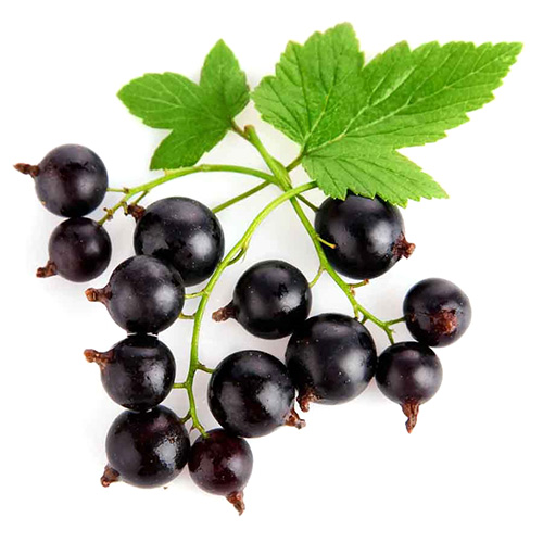 [PYCASSIS] Préparation Biologique Cassis|Bib 5 kg