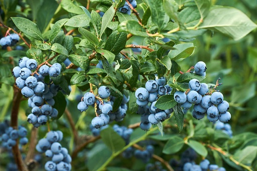 [PYMYRTILLE-SSAGAR] Préparation Biologique Myrtille sauvage|Sans agar|Bib 5 kg