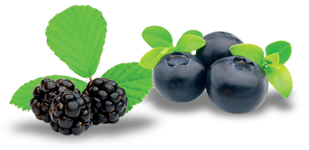 [PYMUREMYRTILLE] Préparation Biologique Mûre et Myrtille sauvages|Bib 5 kg
